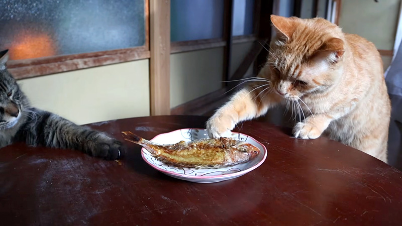 ちゃぶ台の上の焼き鯛が気になる猫達
