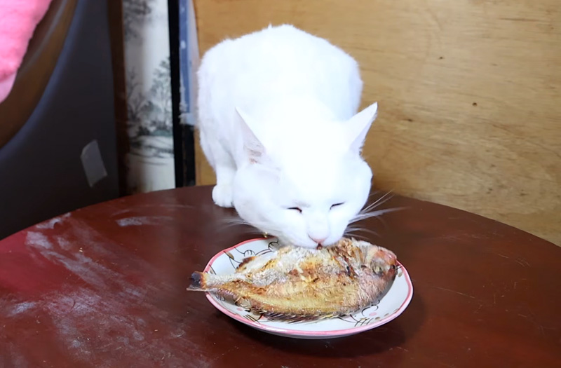 焼き鯛を咥える猫
