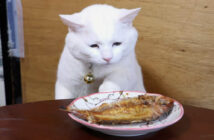 ちゃぶ台の上の焼き鯛が気になる猫