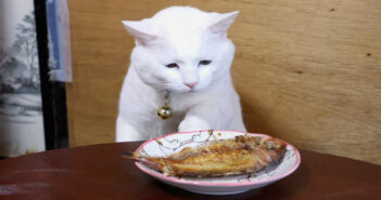 ちゃぶ台の上の焼き鯛が気になる猫