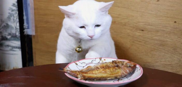 ちゃぶ台の上の焼き鯛が気になってしょうがない猫達。自分のものにしようと、色々と試みる様子がとっても可愛かった♪