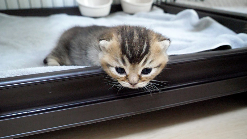 脱走しようとする子猫