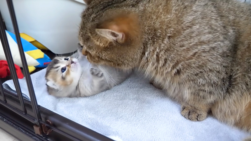 子猫を世話する母猫