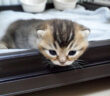 脱走しようとする子猫