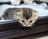 子猫が脱走しないように見張る母猫。唯一の我が子を常に気に掛けている様子に温かい愛情を感じる (*´ｪ｀*)♡