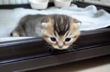 脱走しようとする子猫