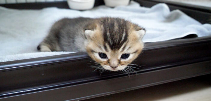 子猫が脱走しないように見張る母猫。唯一の我が子を常に気に掛けている様子に温かい愛情を感じる (*´ｪ｀*)♡