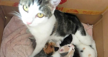 ある日突然、犬用のドアから家の中に入ってきた野良猫。子猫を1匹ずつ咥えながら戻ってきて、5匹の子猫を育て始める! 猫の親子
