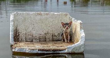 洪水が猛威を振るう中、水に浮かんだ発泡スチロールの上で助けを求めていた子猫。優しい男性に救い出されて幸せになる 洪水から助け出された子猫