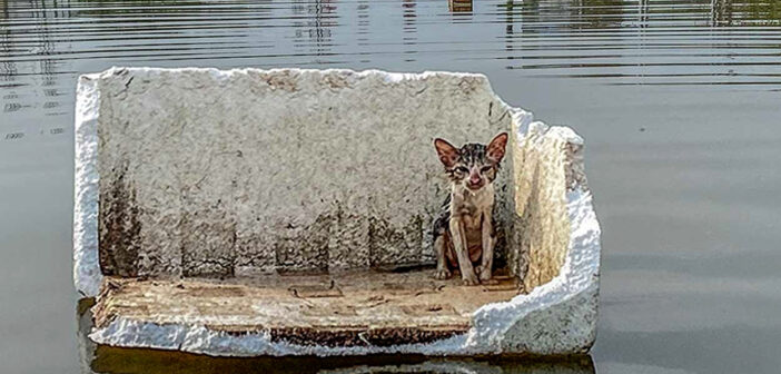 洪水が猛威を振るう中、水に浮かんだ発泡スチロールの上で助けを求めていた子猫。優しい男性に救い出されて幸せになる