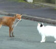 キツネと猫