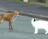 住宅街の路上で野生のキツネと猫がバッタリ遭遇！ 威嚇し合うかと思ったら、予想外の行動に出た ( *´艸｀)