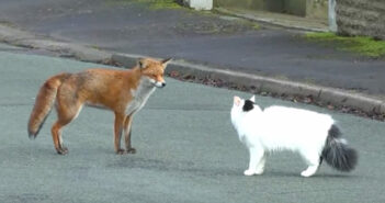 キツネと猫
