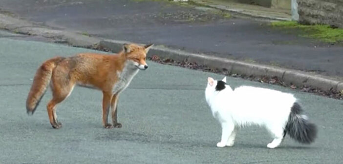 住宅街の路上で野生のキツネと猫がバッタリ遭遇！ 威嚇し合うかと思ったら、予想外の行動に出た ( *´艸｀)