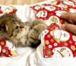 布団に入った子猫