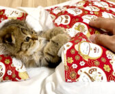 食後の子猫にお布団をプレゼントしてみたら… 気持ち良すぎて幸せいっぱいの姿を見せてくれた ( *´艸｀)♡