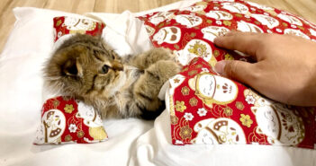 食後の子猫にお布団をプレゼントしてみたら… 気持ち良すぎて幸せいっぱいの姿を見せてくれた ( *´艸`)♡ 布団に入った子猫