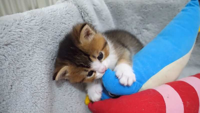 元気に動き回る子猫