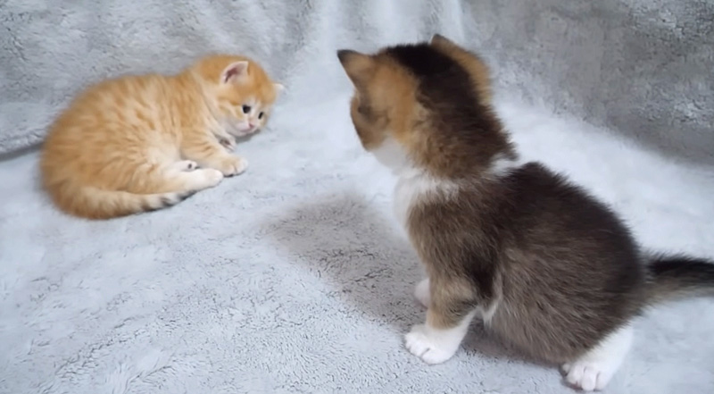 眠たくて仕方がない子猫