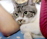 大好きな飼い主さんとの添い寝が嬉しくて、大音量のゴロゴロが止まらなくなった猫。幸せ過ぎて鼻息も凄いことに♡