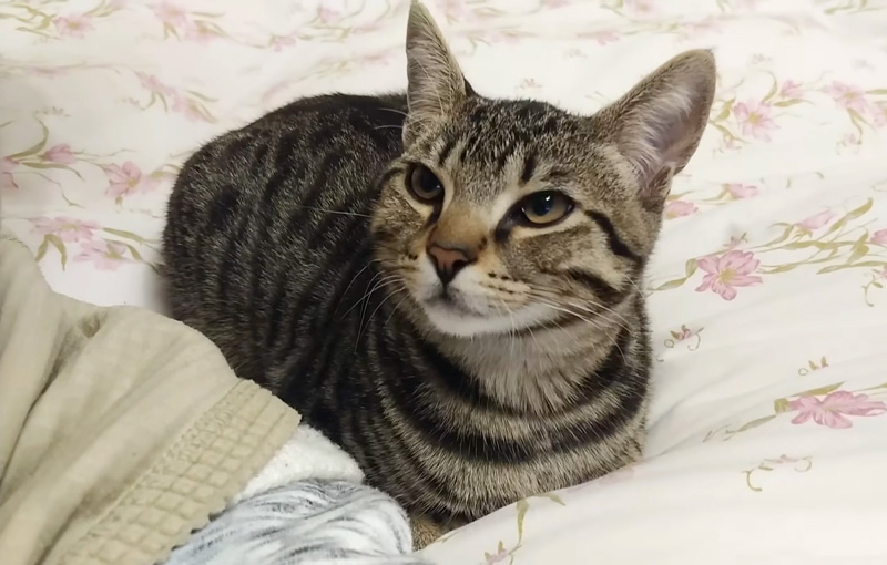 喉のゴロゴロが止まらない猫