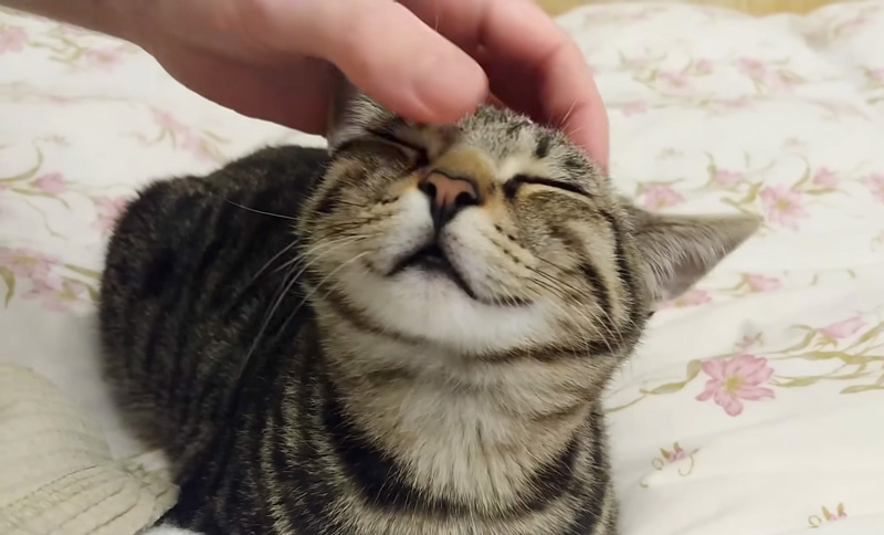 ナデナデにとろける猫