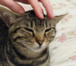 喉のゴロゴロが止まらない猫