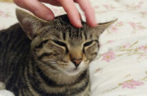 喉のゴロゴロが止まらない猫