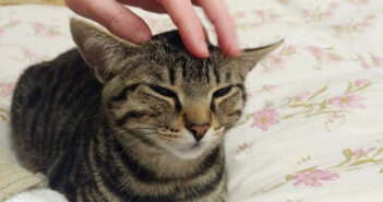 喉のゴロゴロが止まらない猫