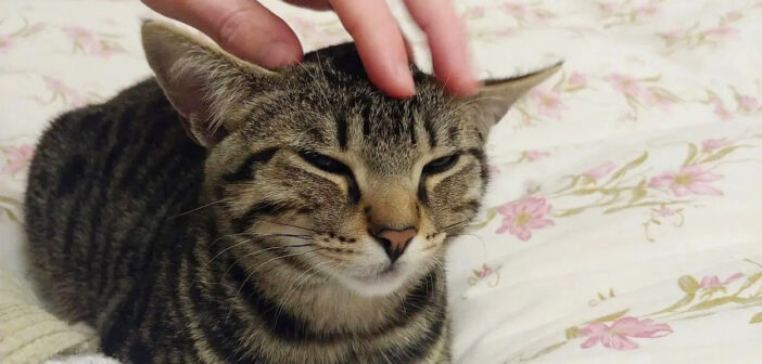 喉のゴロゴロが止まらない猫