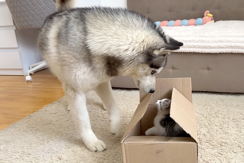 箱の中の子猫が気になるハスキー犬