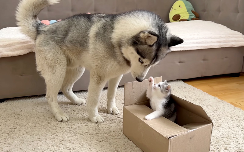 巨大なハスキー犬に挑む子猫
