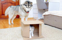 箱の中の子猫を見つけたハスキー犬