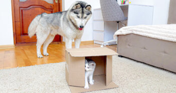 箱の中の子猫を見つけたハスキー犬