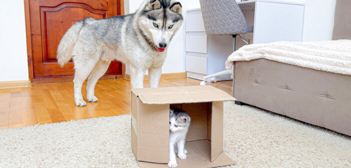 箱の中の子猫を見つけたハスキー犬