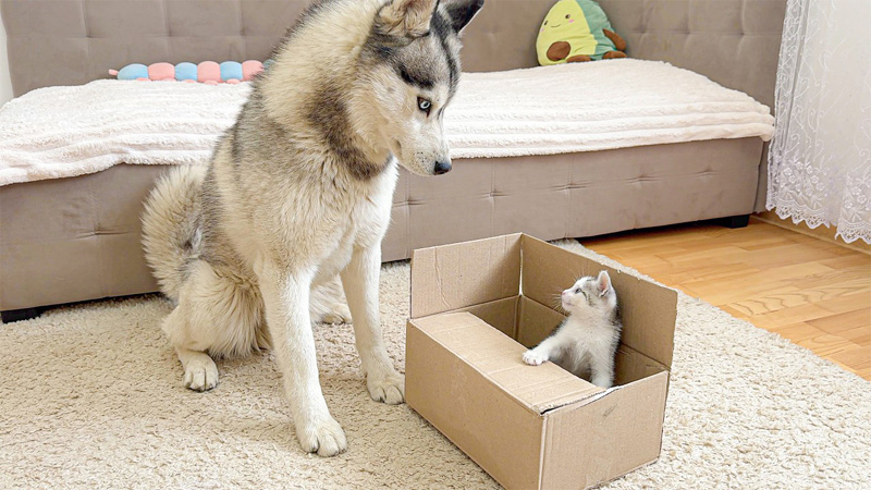 子猫が気になるハスキー犬