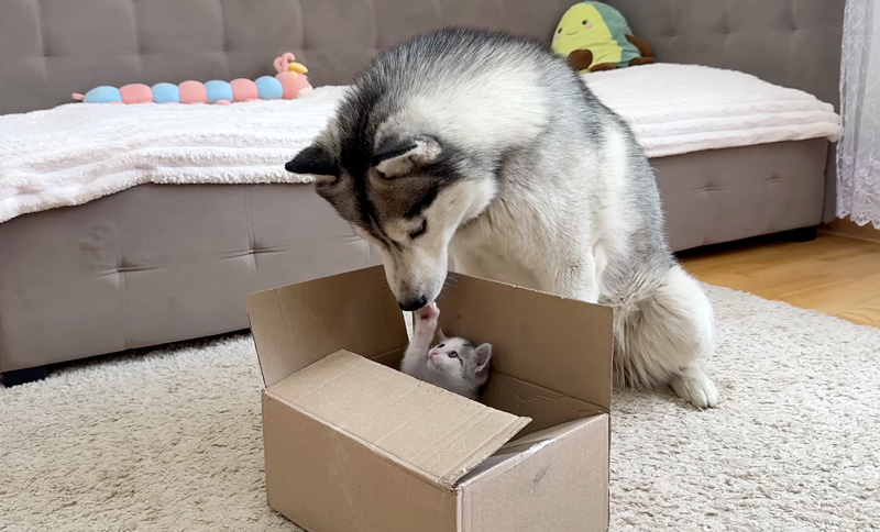 箱を死守する子猫