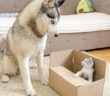 ハスキー犬から箱を死守する子猫