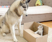 巨大なハスキー犬が箱の中の小さな子猫を発見！ 子猫と遊びたいハスキー犬と箱を死守する子猫のやり取りが可愛かった♡
