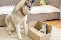 ハスキー犬から箱を死守する子猫