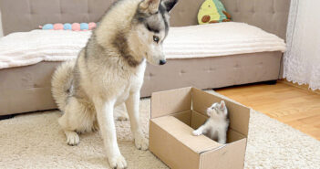 巨大なハスキー犬が箱の中の小さな子猫を発見！ 子猫と遊びたいハスキー犬と箱を死守する子猫のやり取りが可愛かった♡