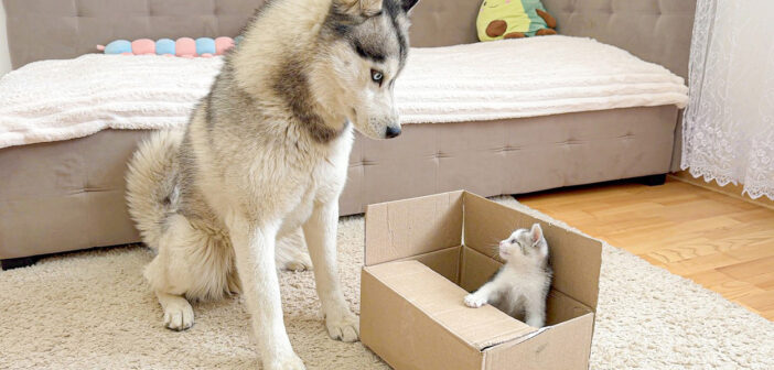 ハスキー犬から箱を死守する子猫