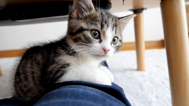 飼い主さんから離れない子猫