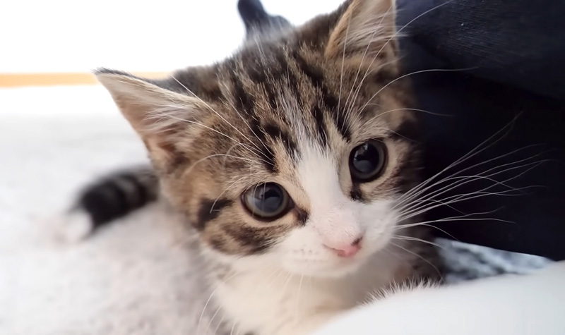 飼い主さんと遊ぶ子猫