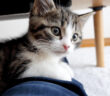 飼い主さんから離れない子猫