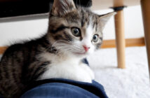 飼い主さんから離れない子猫