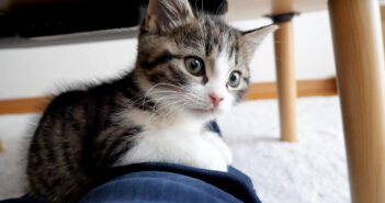 飼い主さんのそばから離れようとしない甘えん坊な子猫。遊びたい気持ちが抑えきれない様子が可愛すぎる ( *´艸`)♡ 飼い主さんから離れない子猫