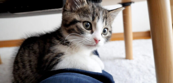 飼い主さんから離れない子猫