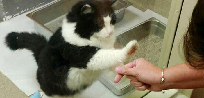 保護施設で新しい家族との暮らしを望んでいた老猫。訪問者が現れる度に手をかざし続けると、ついに待ち望んだ瞬間が！