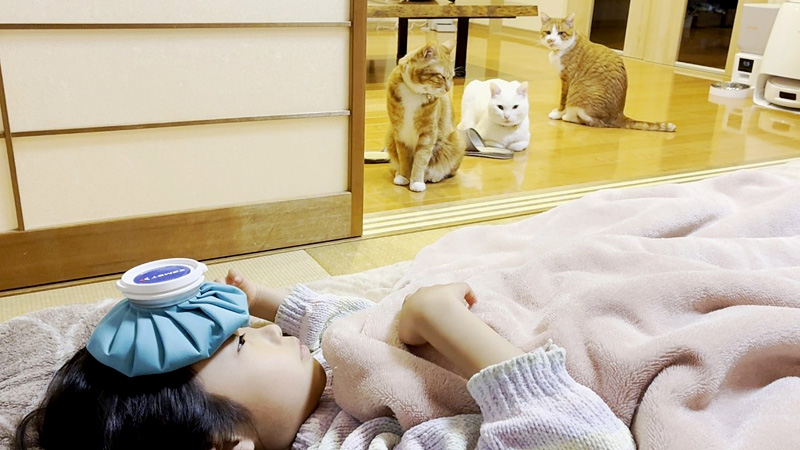 発熱で寝込んだ女の子を心配する猫達
